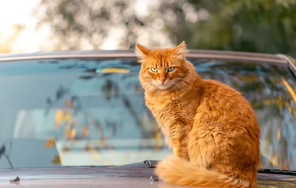 Picture machine, autumn, cat, cat, look, glass, branches, reflection