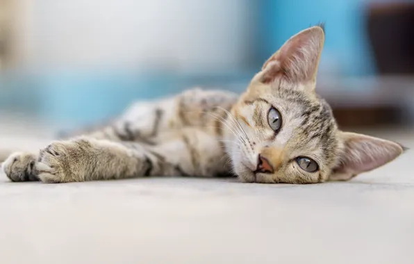 Look, muzzle, kitty, bokeh, cat