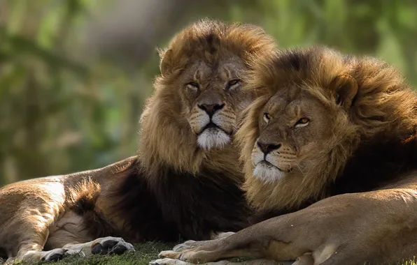 Picture pair, lions, brothers, kings