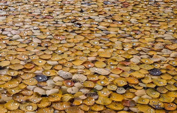 Picture wet, autumn, drops, macro, foliage