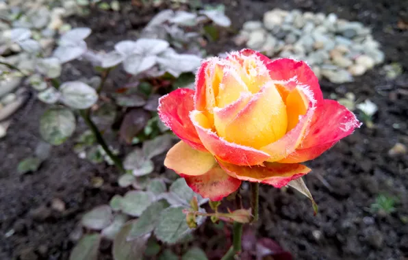 Rose, Frost, November
