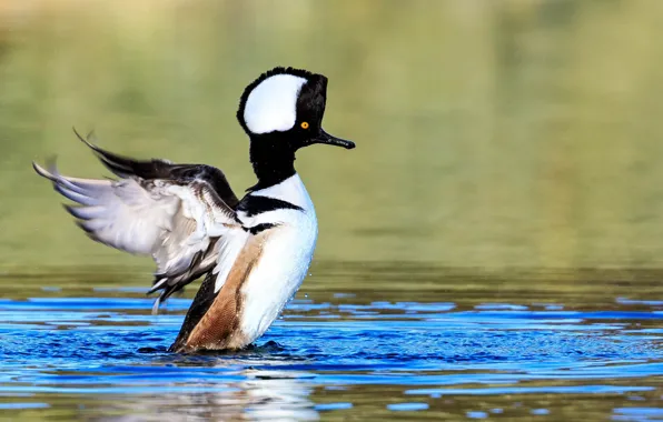 Bird, duck, crest
