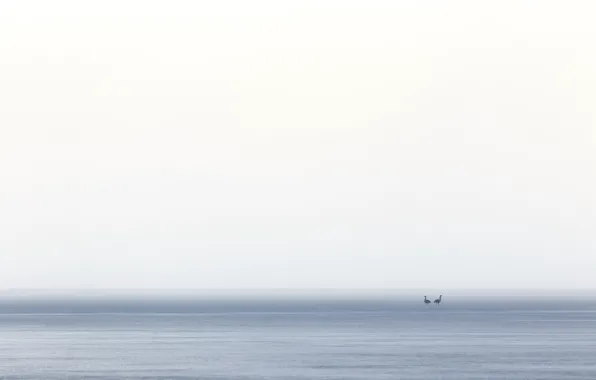 Picture sea, birds, fog