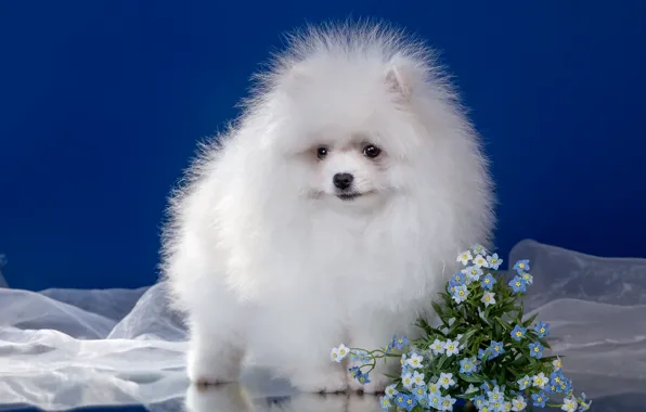 Picture white, flowers, fluffy, puppy, Spitz