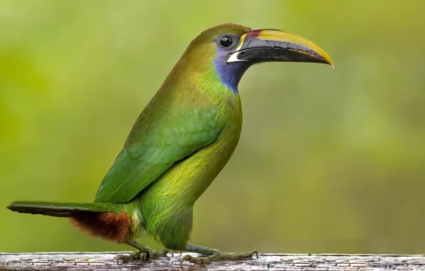 Bird, Smaragdarassari, Emerald toucanet, Toucanet émer