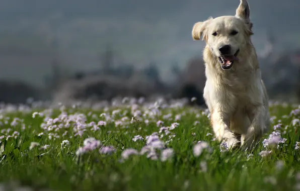 Nature, each, dog, Golden Retriever, Golden Retriever