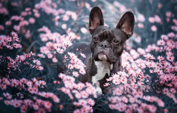 Look, face, flowers, nature, background, black, portrait, dog