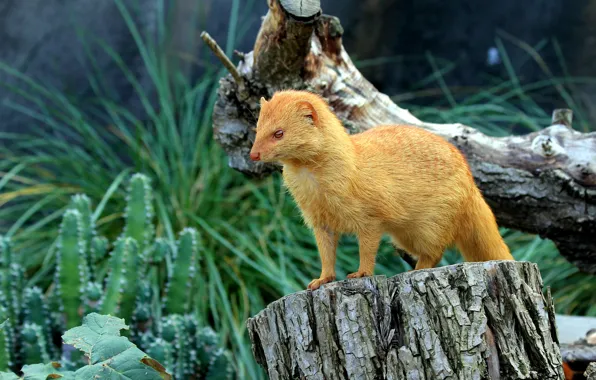 Stump, Czech Republic, snag, Slender mongoose (Galerella sanguinea, Zoo Praha), Troja, Пражский зоопарк (Zoological garden …