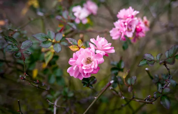 Picture flowers, branches, pink, rosette