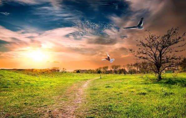 Picture field, the city, bird, the evening