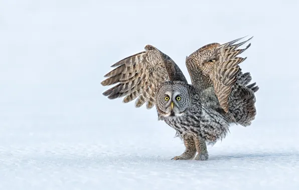 Winter, snow, nature, owl, bird, wings, stroke, owl