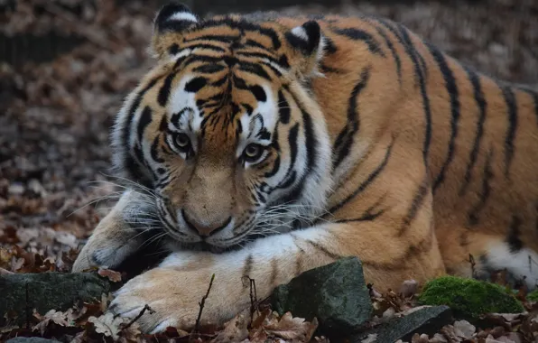 Look, face, wool, The Amur tiger