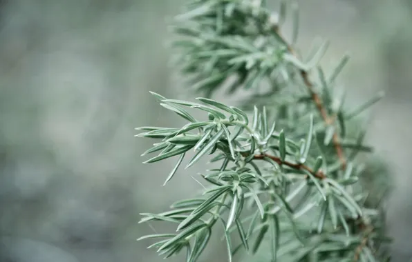 Grass, macro, plant, focus, grass, macro, focus, bokeh