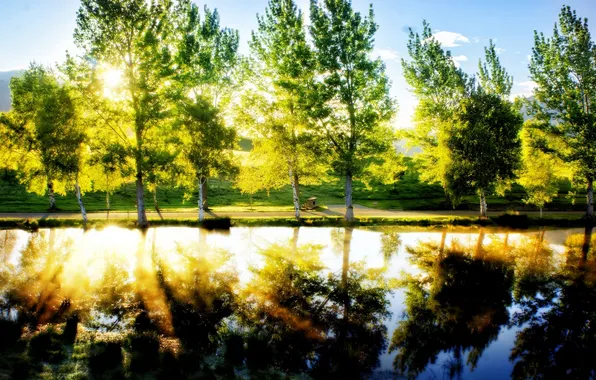Trees, pond, lawn, sunlight effect