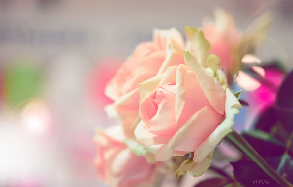 Flowers, Wallpaper, roses, pink, bokeh, pulls