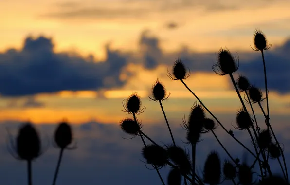 The sky, sunset, barb