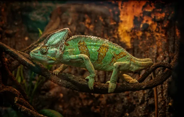 Animals, nature, yellow, Chameleon, Kide FotoArt