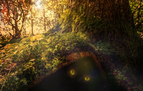 Picture forest, eyes, tree, treatment, beast, Come closer