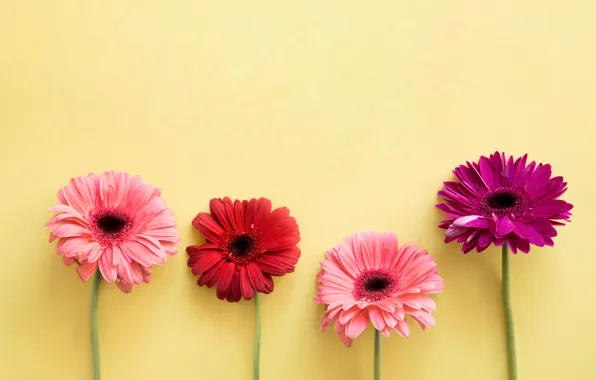 Flowers, colorful, gerbera, pink, flowers, spring, gerbera