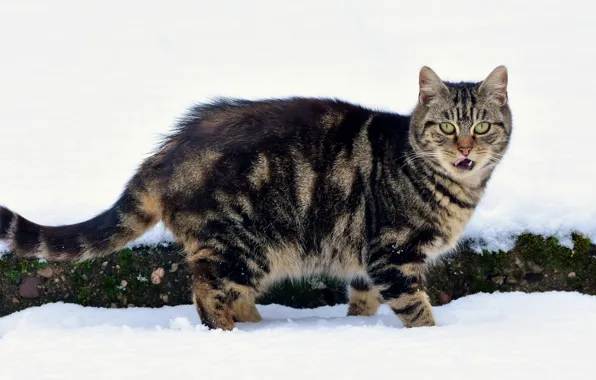 Winter, language, cat, cat, look, snow, the snow, tabby