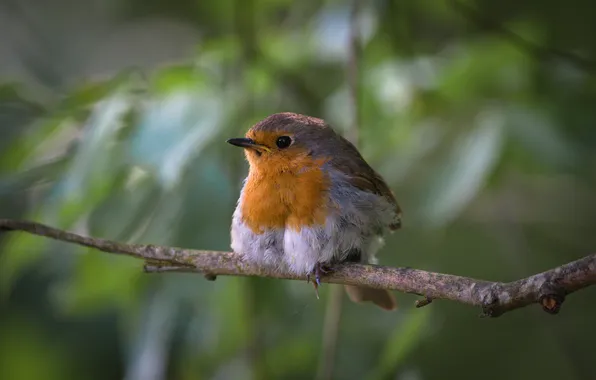 Picture bird, Robin, Lazhansky Rufat, A bird is sitting on a branch