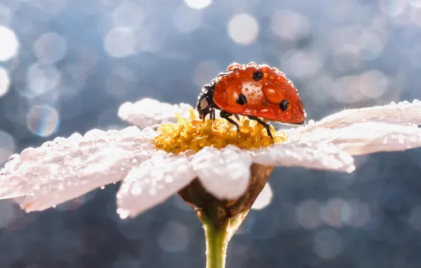 Flower, drops, macro, Rosa, ladybug, Daisy, insect