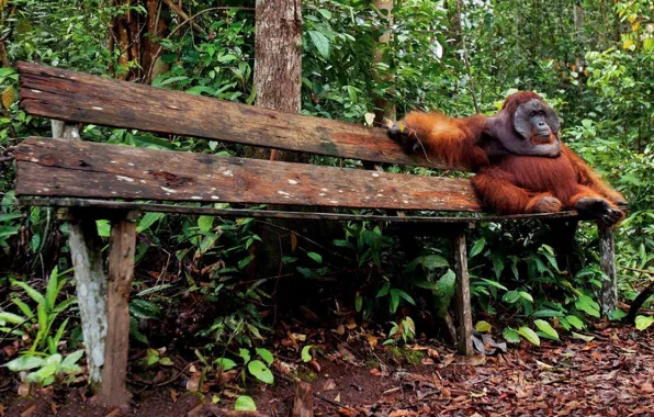 Picture animal, wildlife, borneo, orang oetan