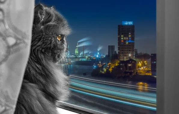 Look, the city, window, Persian cat