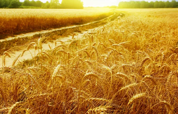 Road, wheat, field, the sun, rays, landscapes, spikelets, gold