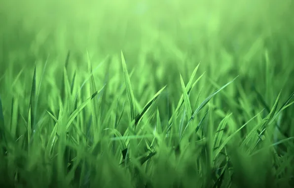 Grass, nature, leaves, green