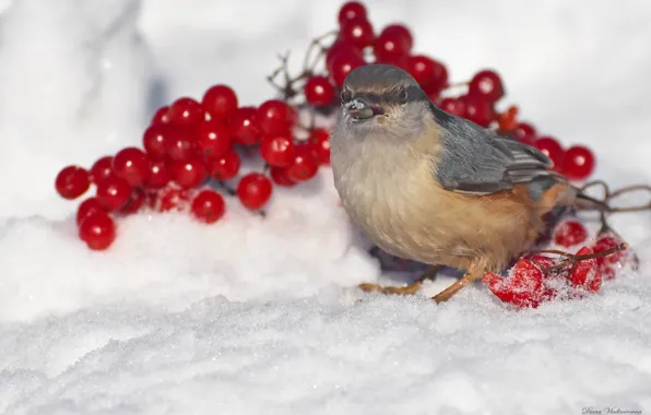 Winter, birds, nuthatch, photohunt