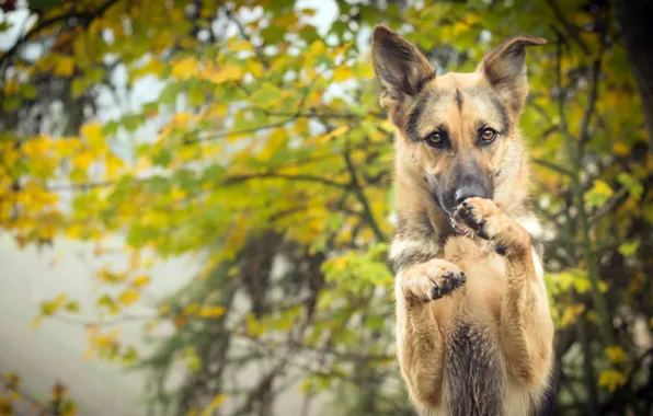 Look, each, dog