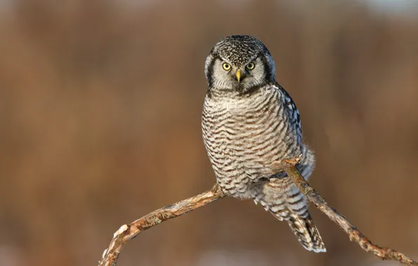 Look, background, owl, bird, branch, brown, owl, bitch