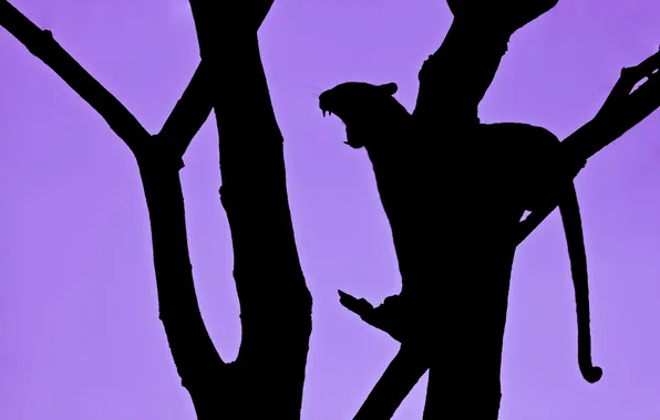Leopard, tree, predator, silhouette