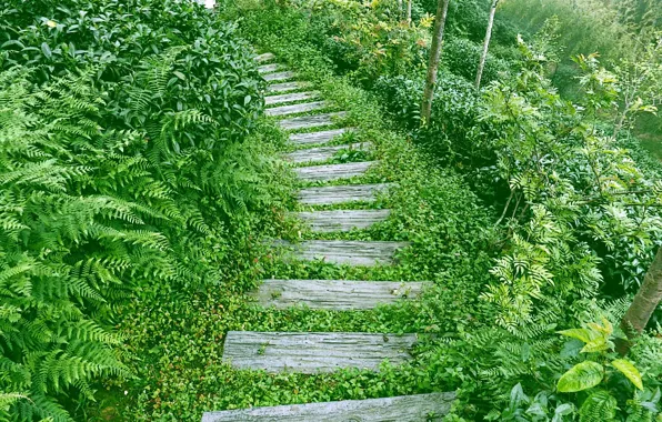 Greens, Board, trail, path, fern