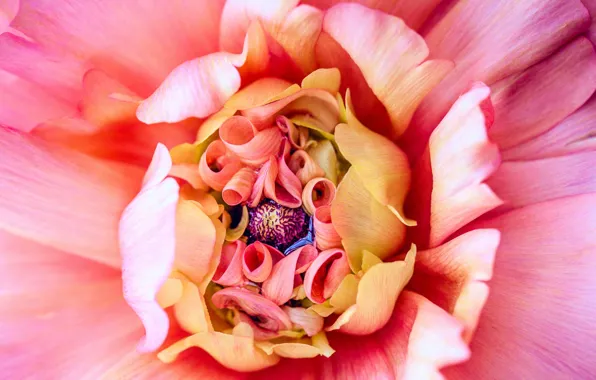 Flower, macro, flowers, pink, petals, Dahlia, composition, Dahlia