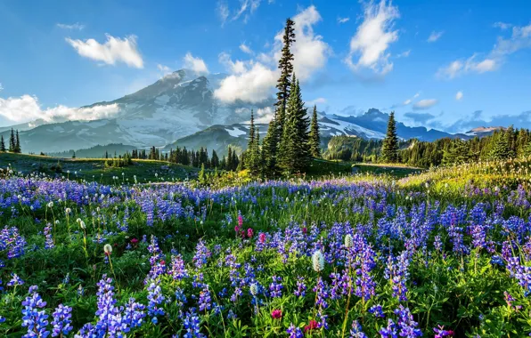 Trees, flowers, mountains, glade, USA, USA, Mount Rainier National Park, lupins
