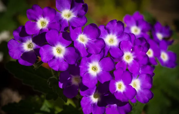 Purple, flowers, Verbena