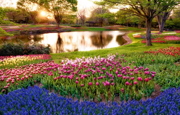 Picture the sun, rays, trees, flowers, pond, Park, sunrise, morning