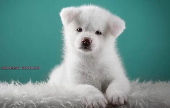 White, sweetheart, puppy, Japanese Akita