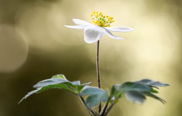 Picture blur, petals, stem