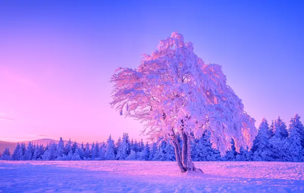 Picture winter, forest, the sky, snow, trees, sunset