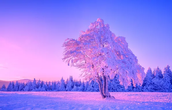 Winter, forest, the sky, snow, trees, sunset