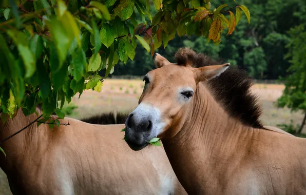 Picture nature, horses, Przewalski-Pferd