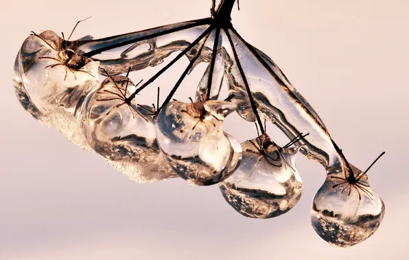Drops, ice, branch