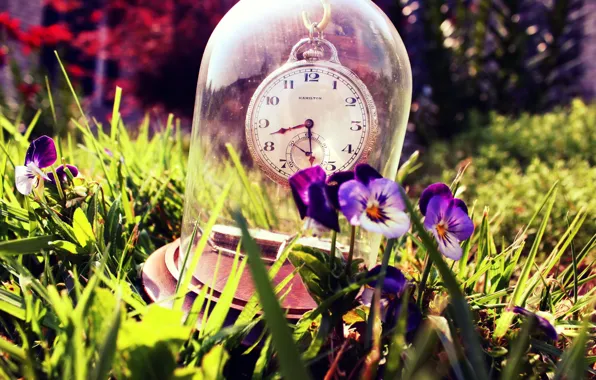 Picture summer, grass, glass, watch, Pansy