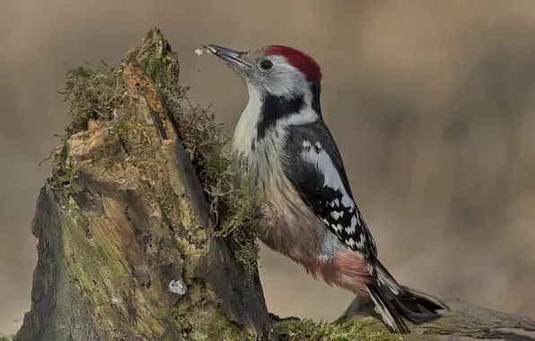 Picture bird, stump, woodpecker