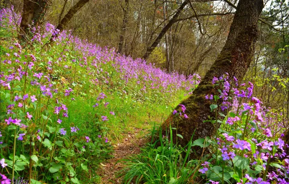 Picture Field, Spring, Spring, Flowering, Field, Purple flowers, Flowering, Purple flowers