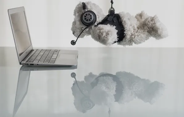 Reflection, table, toy, bear, laptop, hanging