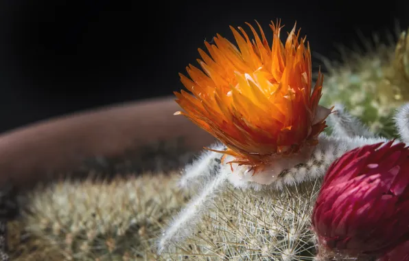 Picture flower, macro, cactus